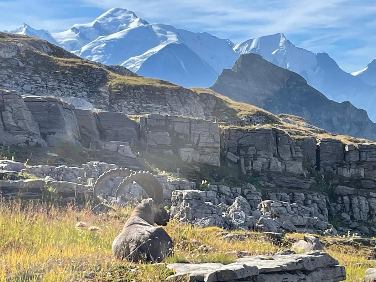 Residence Les Chardons Argentes 2 Samoëns Dış mekan fotoğraf